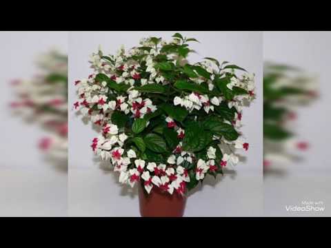 Video: Cách Cắt tỉa cây Impatiens - Trẻ hóa cây Impatiens bằng cách cắt bỏ