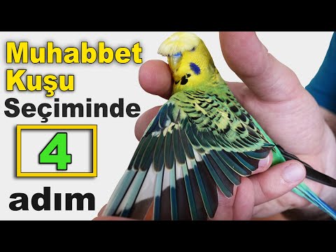 Video: Bir muhabbet kuşu almalısın?