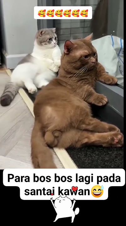 bos oyen gemoy gemoy banget lagi mantau situasi #kucinglucu #memes #funny #lucu
