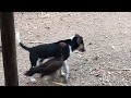 Funny Chicken and Dog Play