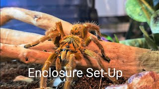 Enclosure Set-Up For My Pterinochilus Murinus Aka Orange Baboon Tarantula