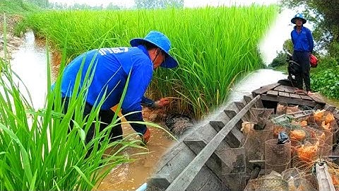 Đặt Lợp Ếch Mùa Nước Lũ Chạy Đồng Ở Miếng Ruộng Lúa Trổ/Út Miền Tây