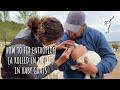How to fix entropion (a rolled in eyelid) in a baby goat.