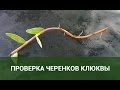 Проверка черенков клюквы