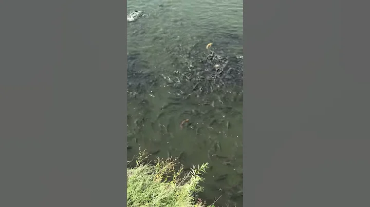 So many fishes