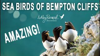 Captivating Sea Birds at Bempton Cliffs: Nature's Astonishing Creations