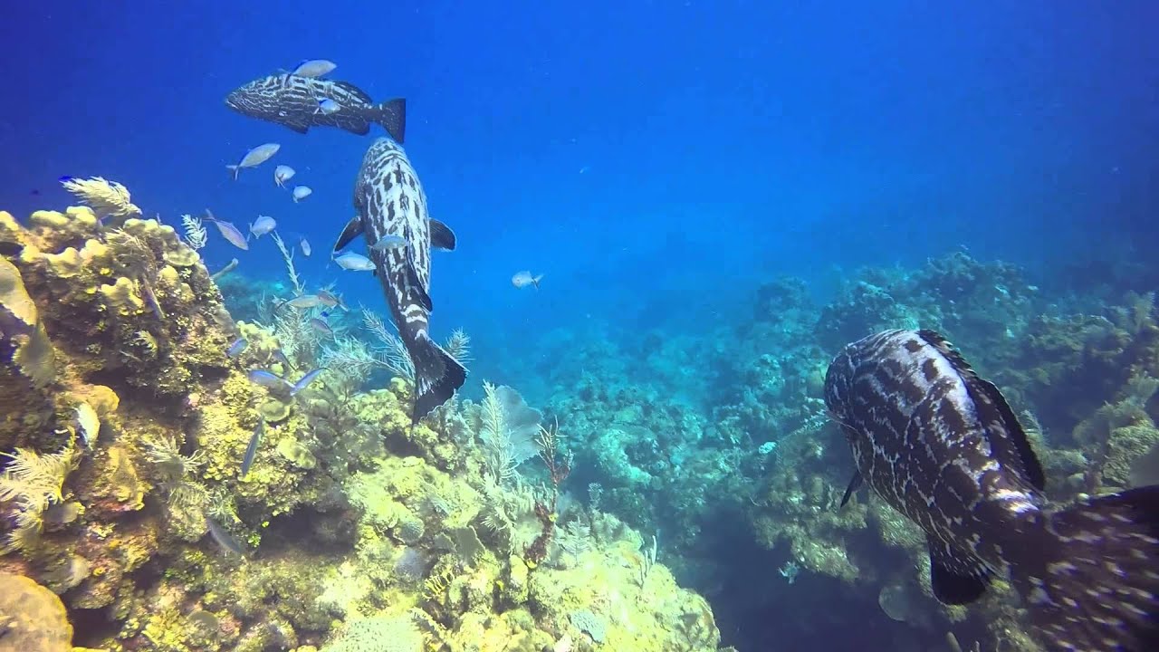 Roatan Scuba Diving Highlights YouTube