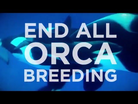 Vídeo: Pet Scoop: SeaWorld para acabar com o programa de criação de orcas, urso recheado encontrado no estômago do cão