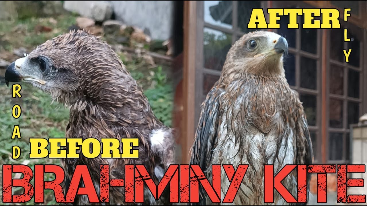 MENJINAKKAN BURUNG ELANG SAMPAI BISA TERBANG