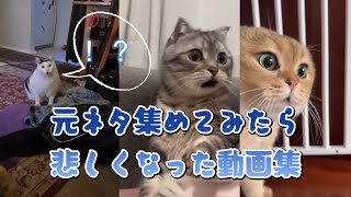 【完全版】猫ミーム元ネタ動画集