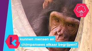 chimpansees en mensen maken gelijkaardige geluiden