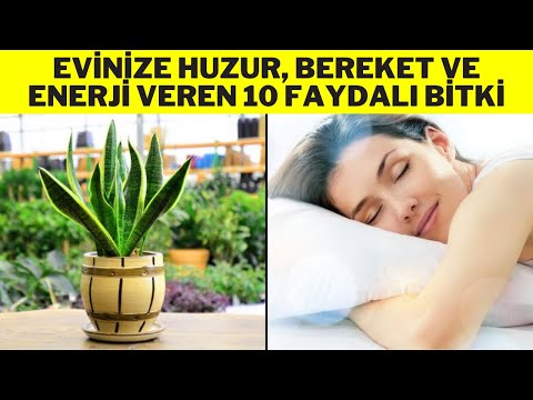 EVİNİZE HUZUR, BEREKET VE ENERJİ VEREN 10 FAYDALI BİTKİ (Havayı Temizleyen Bitkiler)