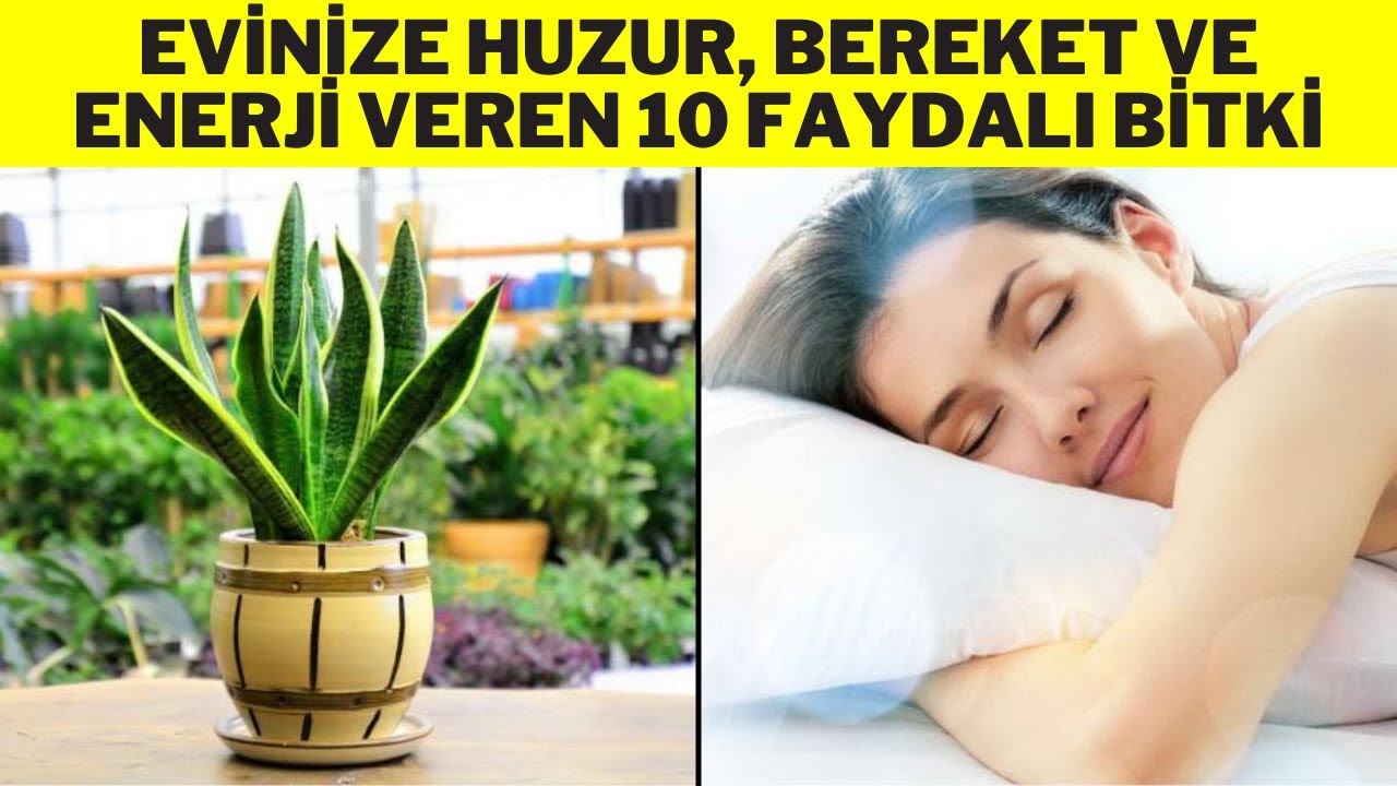 EVİNİZE HUZUR, BEREKET VE ENERJİ VEREN 10 FAYDALI BİTKİ (Havayı Temizleyen Bitkiler)