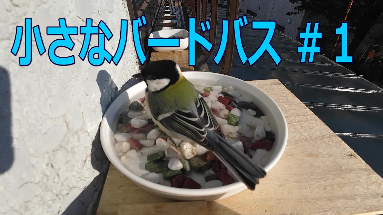 Small Bird Bath #1 [Original Bird Bath] - YouTube