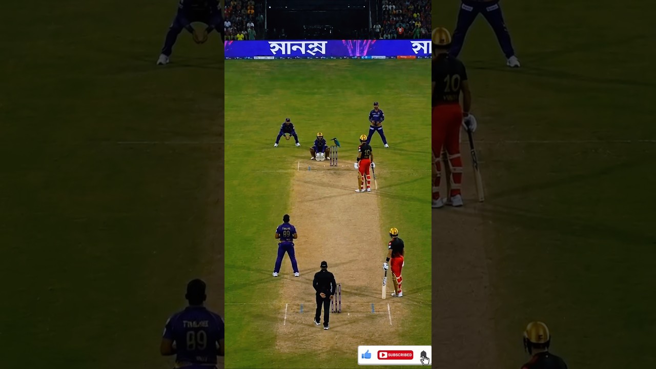 Kingfisher on the stumps watching calmly the players #cricket #ipl #viralcricket