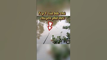 top 1 cá phá mồi-cá chốt #fishing #cauca