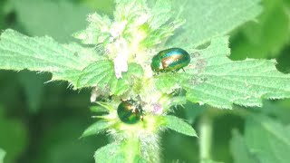 Урок биологии😁Мои летние фотозарисовки «Ягодки & листики» 😉🍓☘️🍒🌿👍My photo «Berries and leaves» Урок биологии😁Мои летние фотозарисовки «Ягодки & листики» 😉🍓☘️🍒🌿👍My photo «Berries and leaves»