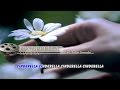 Mahesa Cinderella Official Video