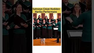 Sahneye Çıkan Kedinin Performansı