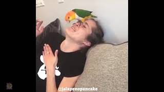 Cute Parrots Doing Funny Things   20201 (Funny Cats Will Make You Laugh For Hours)