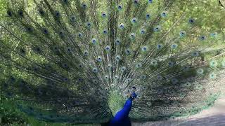 blauer pfau schreit und schlägt sein rad pfaueninsel berlin 2016