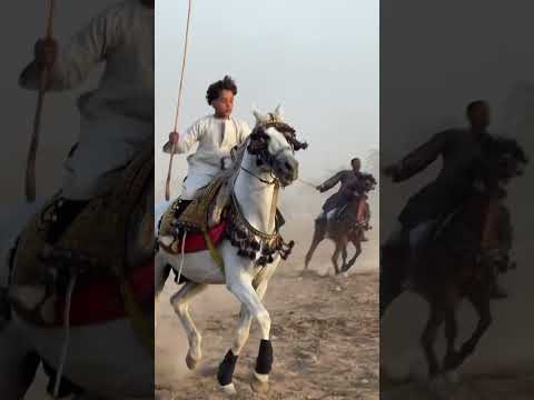 مرماح أبو القمصان 2025 سباقات الخيل الأصيلة وأجواء الحماس في البر الغربي بالأقصر