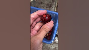 Cận cảnh phôi và hạt gỗ sưa đỏ vân mắt quỷ Svip tại #angillajewels #phongthuy #wood #shortvideo