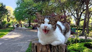 Siren the Stray Cat Is a Loaf of Bread With Lots of Meows!