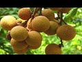 Top 10 Rarest Fruits in the World