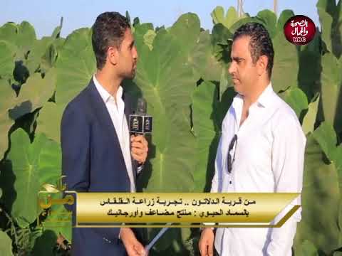 من قرية الدلاتون شاهد نوفا بلس يضاعف إنتاج القلقاس والمحصول وأروجانيك 