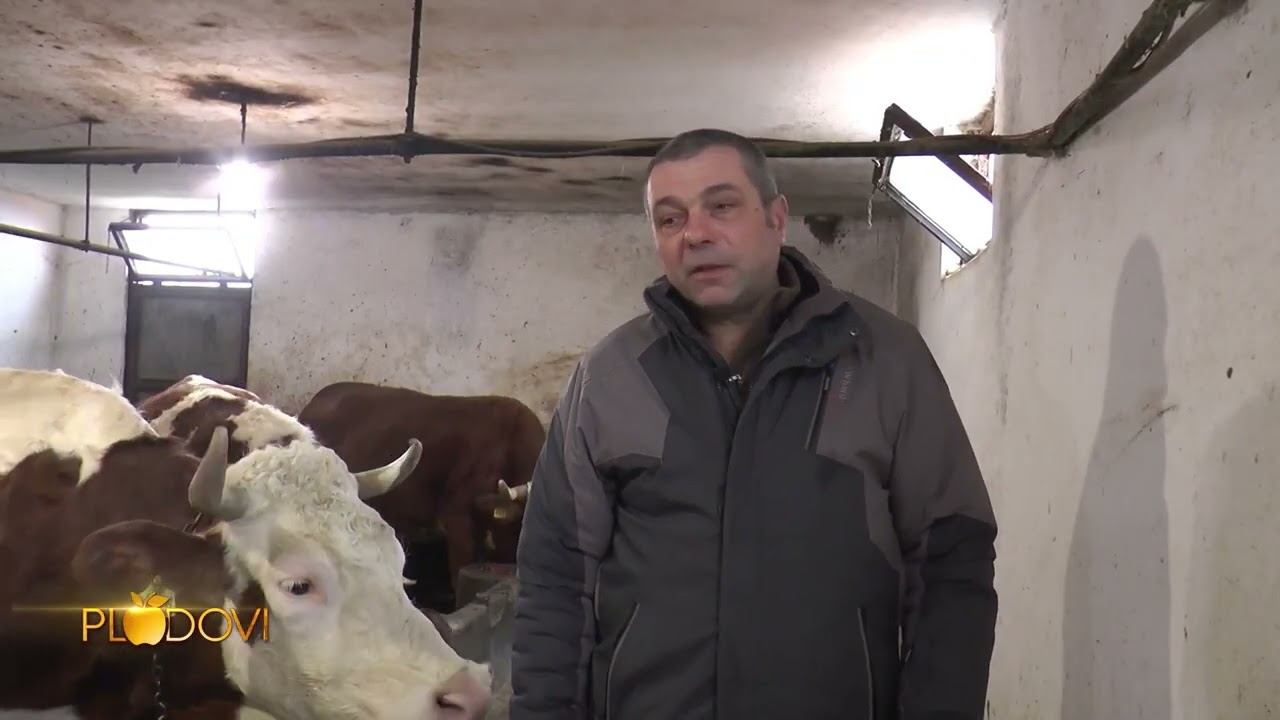 TV PRVA - Danko ne odustaje od govedarstva iako je kriza, sve što ima vrednim radom je postigao