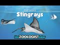 Stingray and Shark Quiz