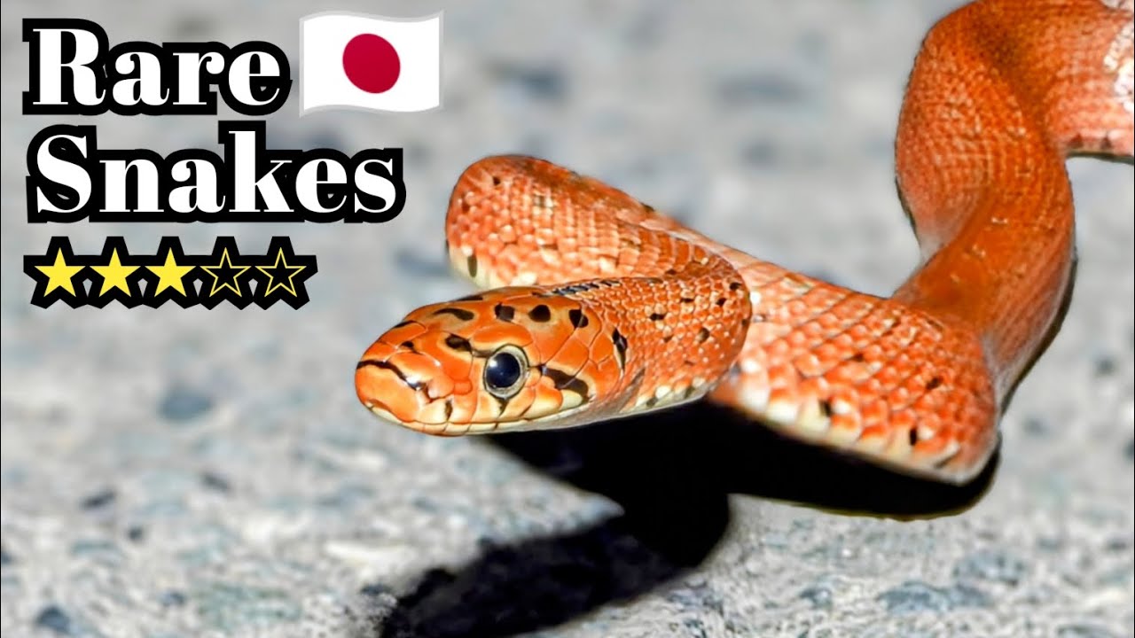 8 Snakes You Might Encounter on Honshu, Japan