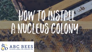 How to Install a Nucleus Colony