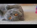 British Shorthair - Cats With The Cutest Faces? の動画、YouTube動画。