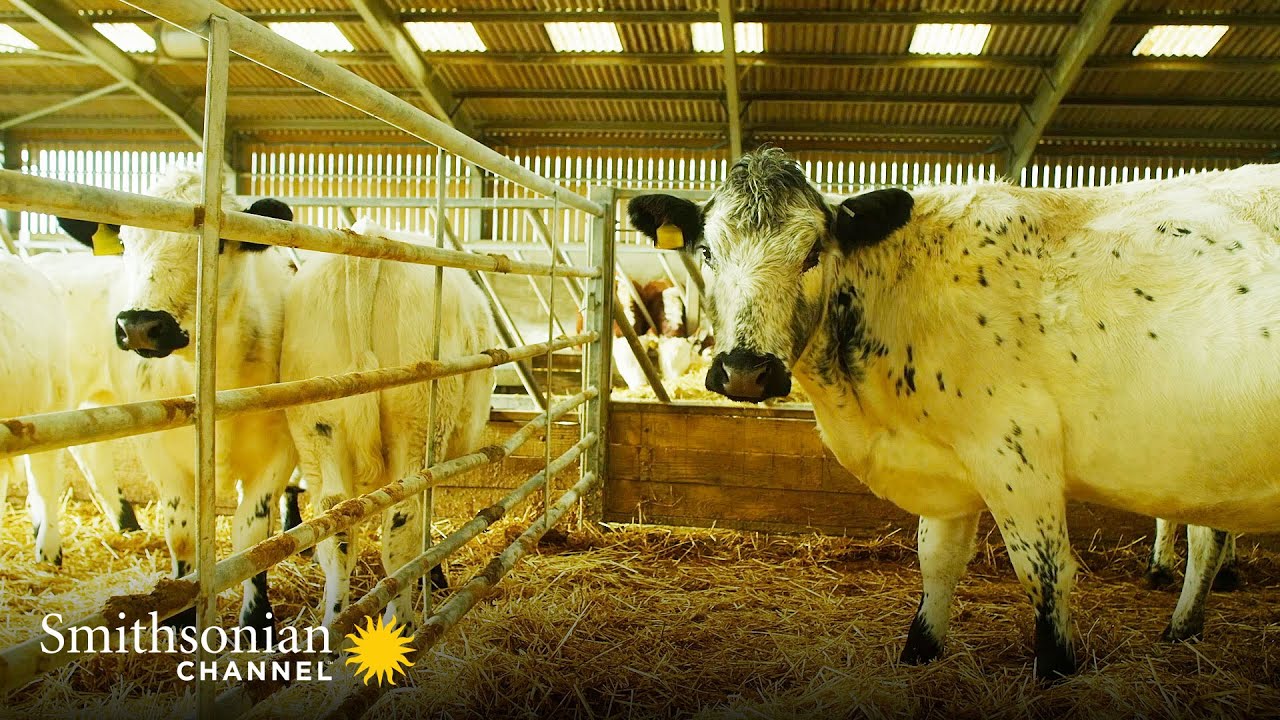 These British Cows Spend their Winters Indoors ❄️ Wild Tales from the Farm | Smithsonian Channel