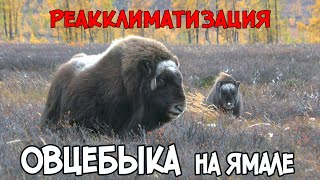 Реакклиматизация овцебыка на Ямале