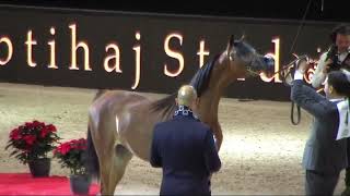 Memories of Paris - World Arabian Horse Championships 2022 - Part 1 -  Yearling Female - Group A