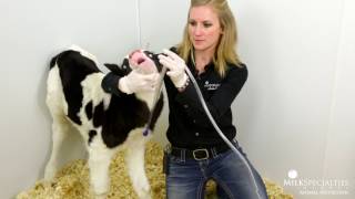 Calf Management Tips: Esophageal Tube Feeder