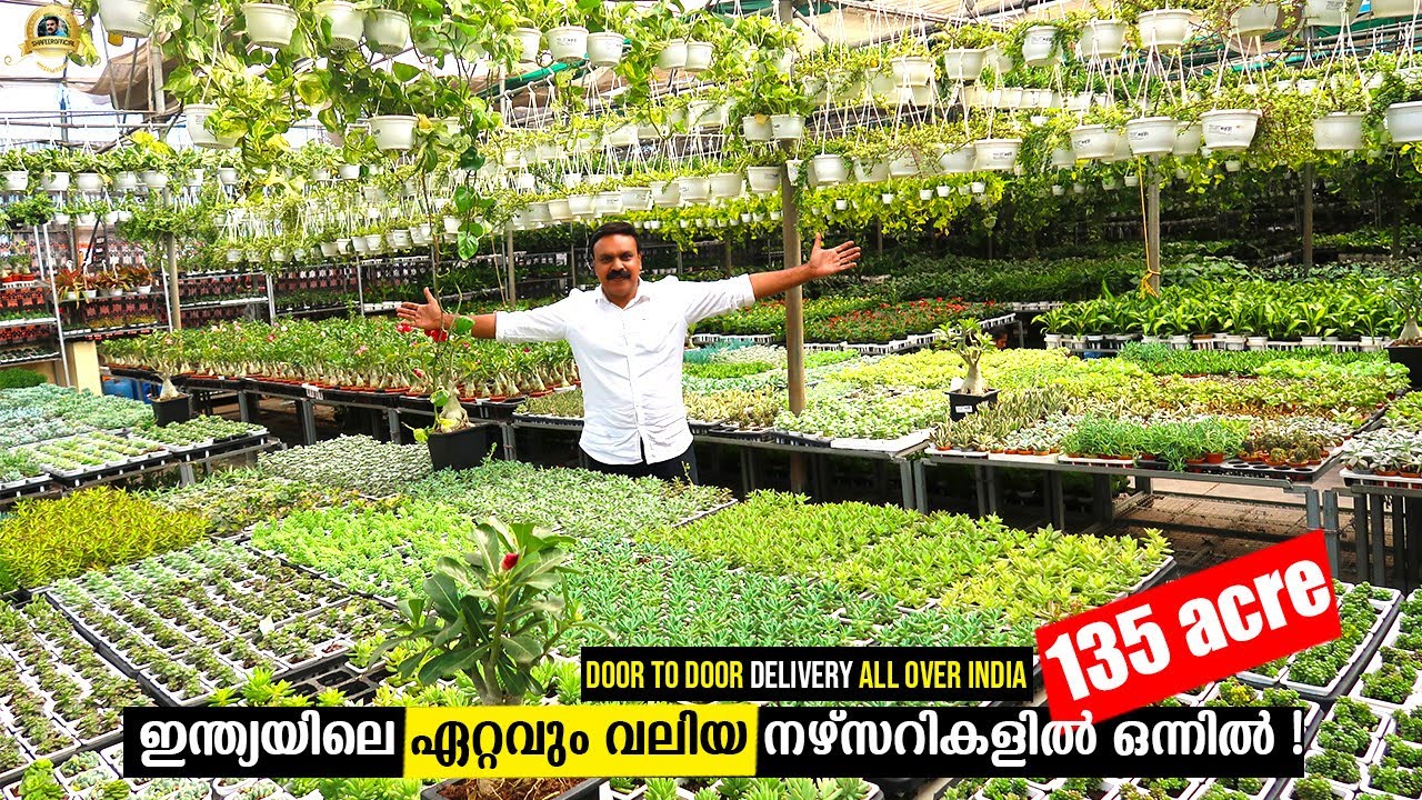 Pune യിലെ ഏറ്റവും വലിയ Nursery യിൽ!ഇവിടെ നിന്നാണ് കേരളത്തിലേക്ക് ചെടികൾ വരുന്നത് Sanjay Nursery Pune