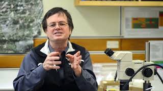 видео: Как распространяется американский гнилец? Новозеландский видеокурс по борьбе с гнильцом картинка: Как распространяется американский гнилец? Новозеландский видеокурс по борьбе с гнильцом