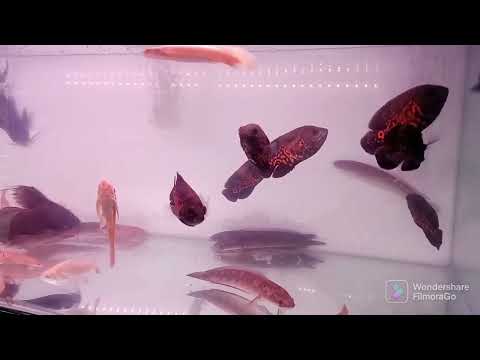 IKAN IKAN HIAS  OSKAR YG MEMBARA  SANGAT INDAH