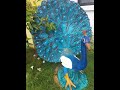 Sculpture Timelapse Peacock Made of cement