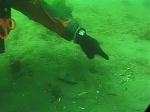 goldmark mnemonic DNR Geoduck Dig Study