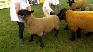 Defaid Suffolk | Suffolk Sheep