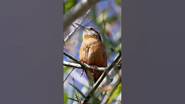 Hear the Charming Song of the Carolina Wren!