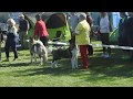 American akita junior fem.