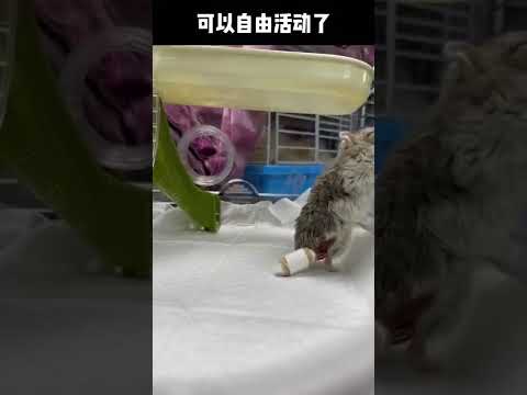 Video: Hamster ốm: Dấu hiệu và cách điều trị Hamster bị gãy xương