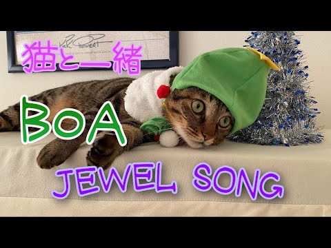 JEWEL    SONG      BoA        ピアノ 〜猫と一緒〜