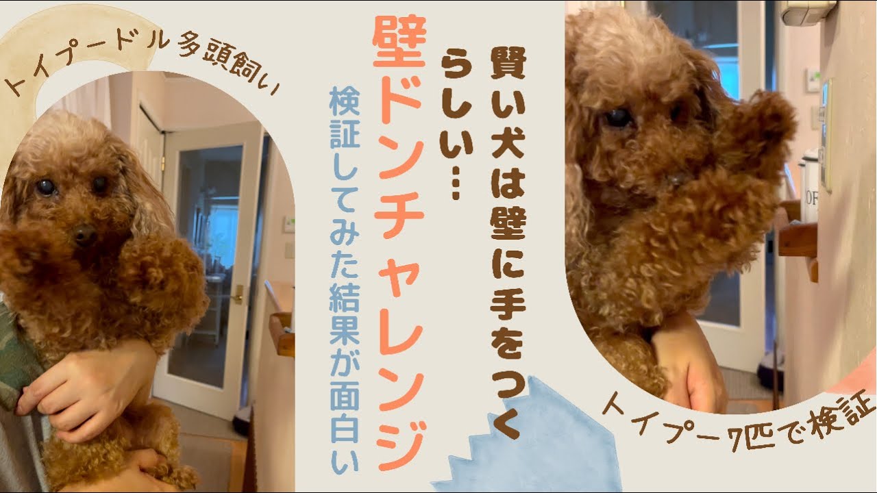 賢い犬は壁に手をつくらしい トイプードル7匹で壁ドンにチャレンジした結果が面白い トイプードル トイプードル多頭飼い Youtube 賢い犬は壁に手をつくらしい トイプードル7匹で壁ドンにチャレンジした結果が面白い トイプードル トイプードル多頭飼い Youtube